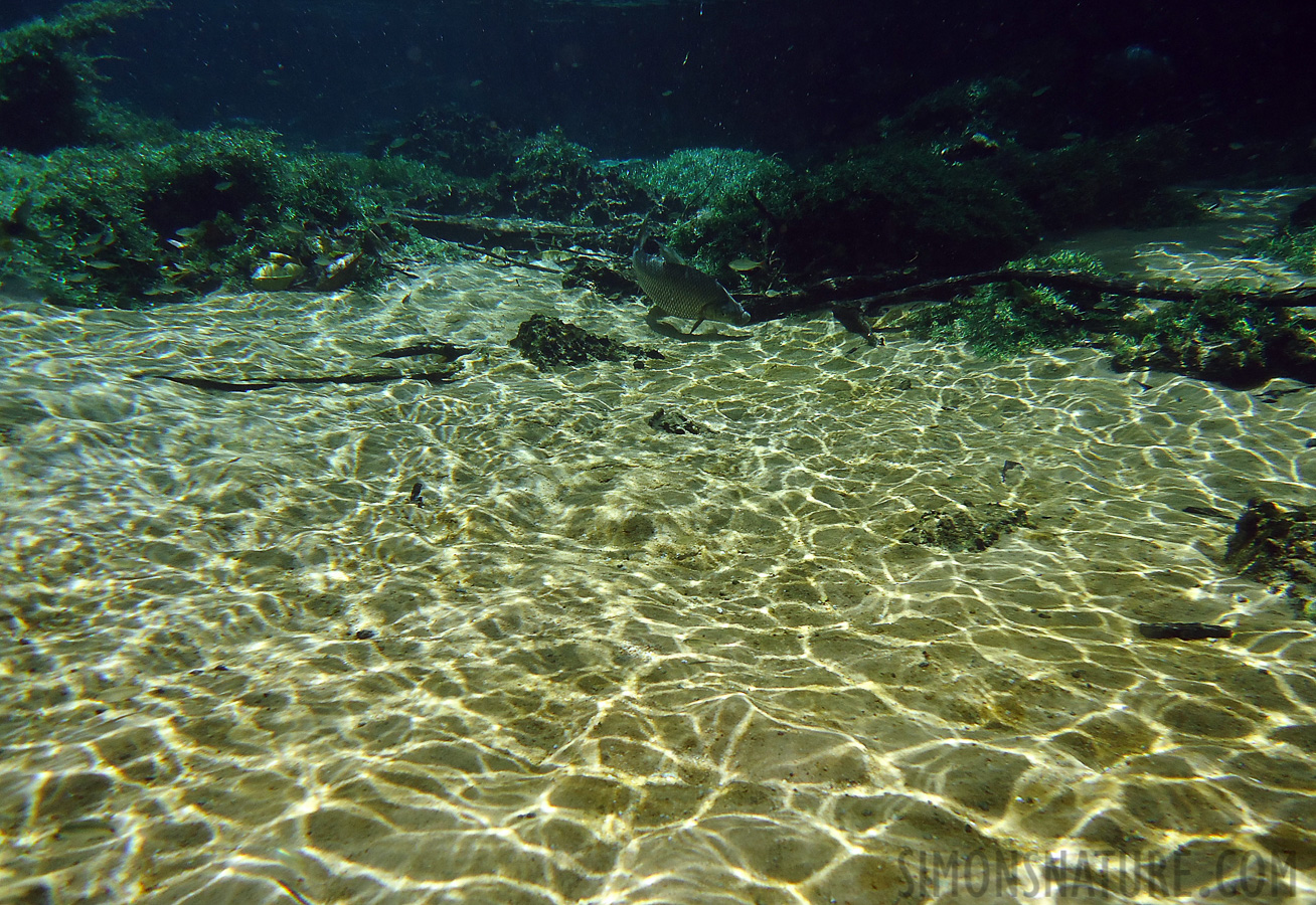 Schnorcheln im kristallklares Wasser im Fluss [4.7 mm, 1/125 Sek. bei f / 8.0, ISO 80]